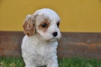 Small Photo #20 Cavapoo Puppy For Sale in PHOENIX, AZ, USA