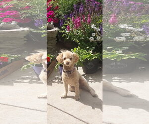 Poodle (Miniature) Dogs for adoption in Sioux Falls, SD, USA