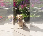 Small Poodle (Miniature)