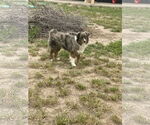 Small #2 Australian Shepherd