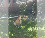 Small #1 Mutt