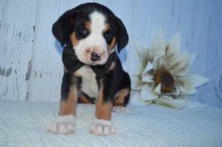 Greater Swiss Mountain Dog Puppy for sale in HONEY BROOK, PA, USA