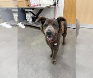 Labrador Retriever-Unknown Mix Dogs for adoption in Forestville, MD, USA
