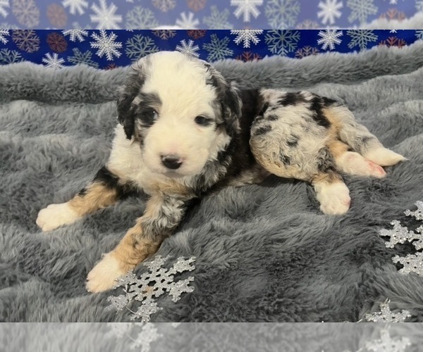Medium Photo #18 Bernedoodle Puppy For Sale in CLEVELAND, TN, USA