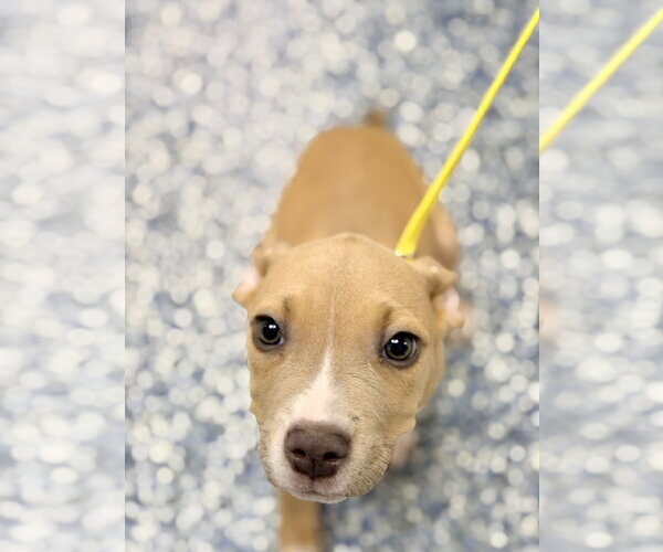 Medium Photo #1 Mutt Puppy For Sale in Jackson , NJ, USA