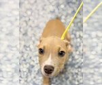 Small Mutt