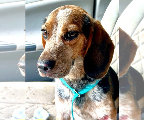 Medium Photo #2 Beagle Puppy For Sale in Dunnellon, FL, USA