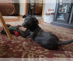 Oreo - Male Labrador Retriever-Unknown Mix Dog for Adoption - Photo #3
