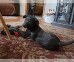 Small #2 Labrador Retriever Mix