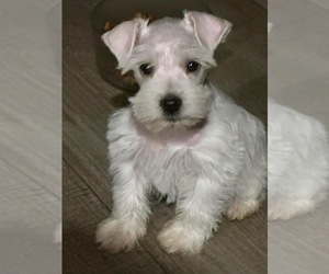 Schnauzer (Miniature) Puppy for sale in CHILDRESS, TX, USA