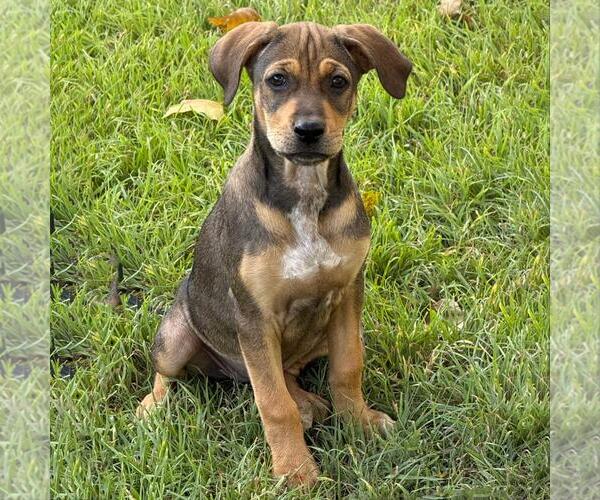 Medium Photo #6 Labrador Retriever-Unknown Mix Puppy For Sale in San Diego, CA, USA