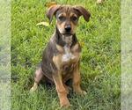 Small Photo #6 Labrador Retriever-Unknown Mix Puppy For Sale in San Diego, CA, USA