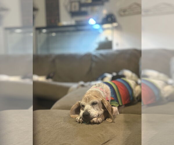 Medium Photo #1 Beagle-Unknown Mix Puppy For Sale in Mount Pleasant, SC, USA