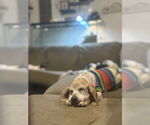 Small Beagle Mix