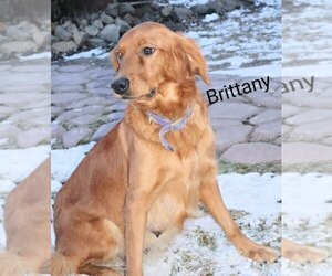 Mother of the Golden Retriever puppies born on 06/18/2025