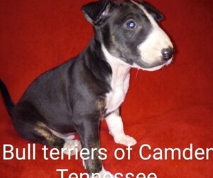 Bull Terrier Puppy for Sale in CAMDEN, Tennessee USA
