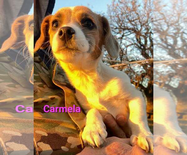 Medium Photo #4 Chiweenie Puppy For Sale in Des Moines, IA, USA