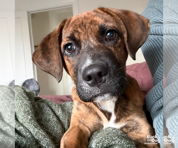 Medium Photo #3 Plott Hound-Unknown Mix Puppy For Sale in Washington, DC, USA