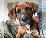 Small #2 Plott Hound Mix