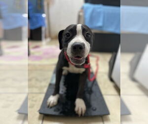 American Pit Bull Terrier-Unknown Mix Dogs for adoption in El Centro, CA, USA