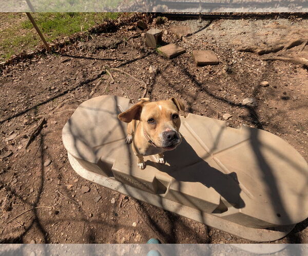 Medium Photo #1 Mutt Puppy For Sale in McCormick, SC, USA