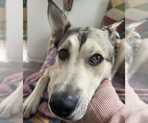 Black Mouth Cur-Labrador Retriever Mix Dogs for adoption in The Woodlands, TX, USA