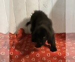 Small #2 Newfoundland