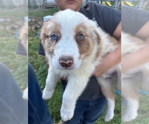 Australian Shepherd Puppy for sale in LISBON, OH, USA