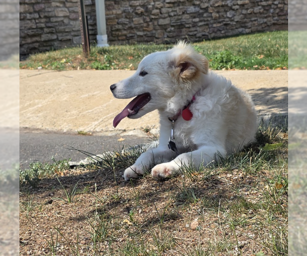 Medium Photo #13 Collie-Unknown Mix Puppy For Sale in Brooklyn, NY, USA
