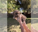Small Photo #1 Shih Tzu Puppy For Sale in RIO LINDA, CA, USA