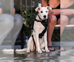 Small #15 Mutt