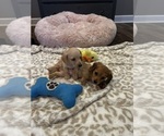 Small #2 Dachshund