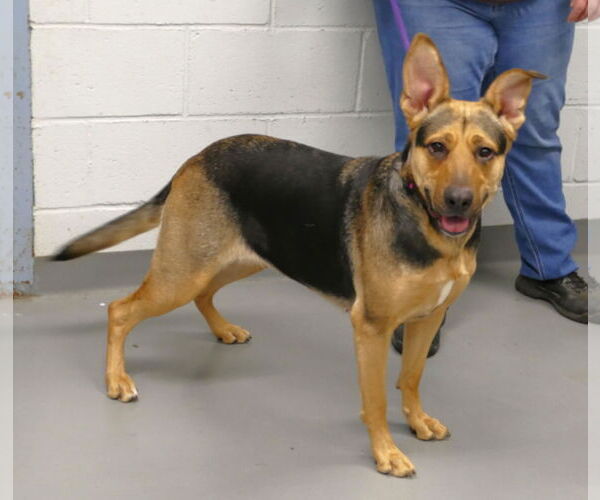 Medium Photo #3 German Shepherd Dog-Unknown Mix Puppy For Sale in Pittsburgh, PA, USA