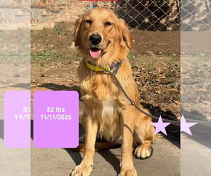 Gwynn - Female Golden Retriever Dog for Adoption - Photo #2