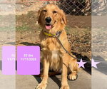 Small Photo #2 Golden Retriever Puppy For Sale in West Hollywood, CA, USA
