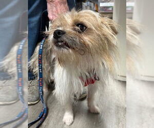 Mutt Dogs for adoption in Stanhope, NJ, USA