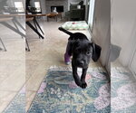 Small #4 Labrador Retriever Mix