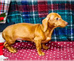 Small Photo #9 Dachshund Puppy For Sale in WAKARUSA, IN, USA