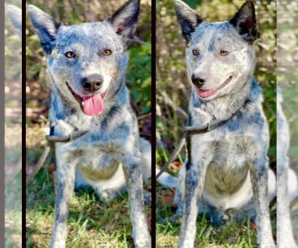 Medium Photo #3 Mutt Puppy For Sale in Garden City, NY, USA