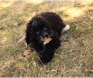 Poodle (Toy) Puppy for sale in BARNESVILLE, KS, USA