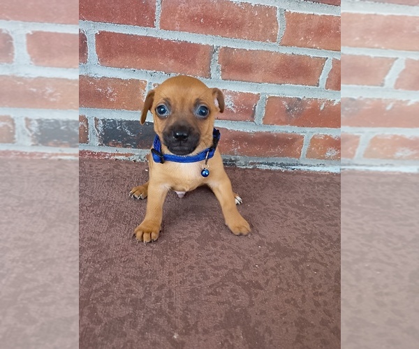 Medium Photo #1 Chihuahua Puppy For Sale in FAYETTEVILLE, NC, USA