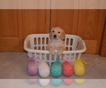 Small Photo #6 Golden Retriever Puppy For Sale in WEBSTER CITY, IA, USA