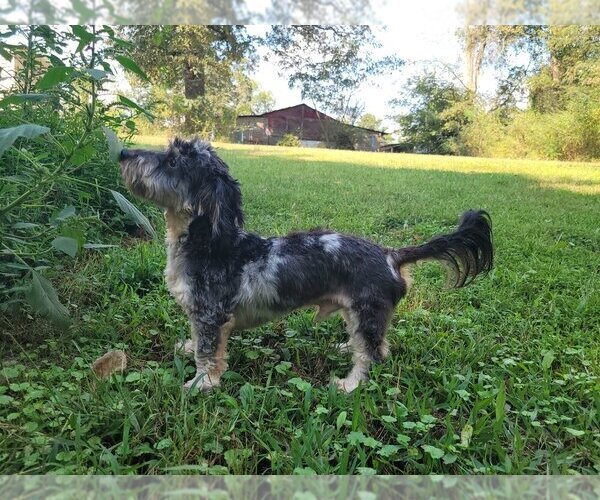 Medium Photo #1 Chiweenie Puppy For Sale in PINSON, AL, USA