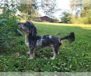 Father of the Chiweenie puppies born on 09/27/2025