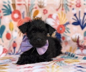 YorkiePoo Puppy for sale in LANCASTER, PA, USA
