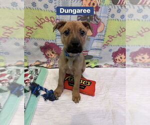 Mutt Dogs for adoption in Springdale, PA, USA