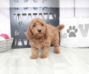 Goldendoodle (Miniature) Puppy for sale in MARIETTA, GA, USA