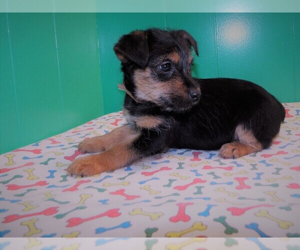 Medium Photo #6 Torkie Puppy For Sale in PATERSON, NJ, USA