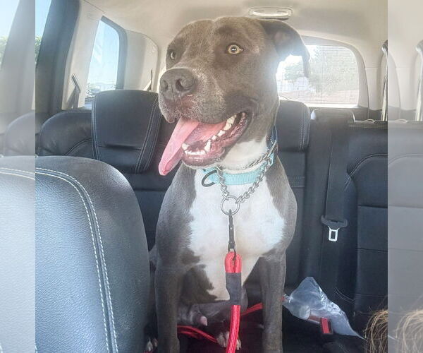 Medium Photo #2 Labrador Retriever-Staffordshire Bull Terrier Mix Puppy For Sale in San Juan Capistrano, CA, USA