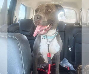 Scottie - Male Labrador Retriever-Staffordshire Bull Terrier Mix Dog for Adoption - Photo #2